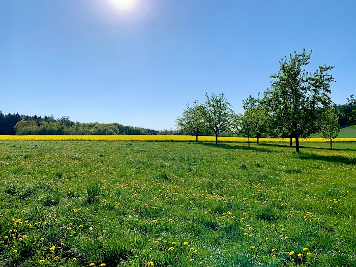 Blick über gelbe Rapsfelder und grüne Wiesen mit Obstbäumen bei Gündelhart auf em Seerücken.