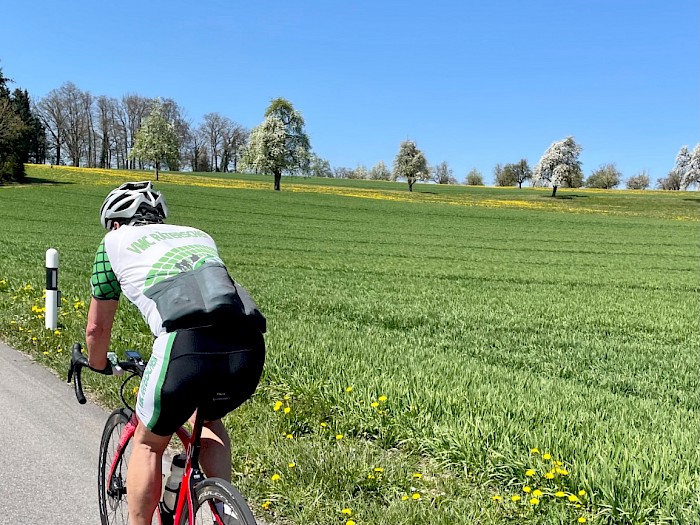 Grüne Wiesen mit erstem Löwenzahn in der Steigung bei Zezikon